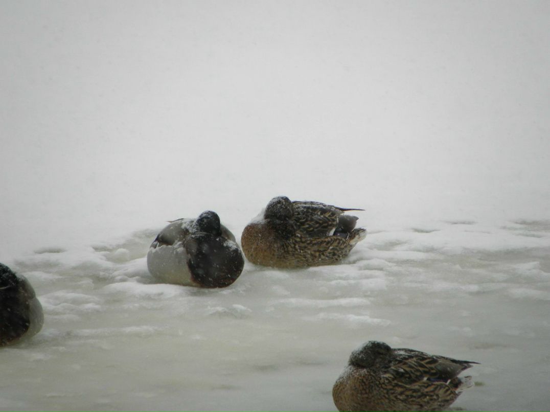 Виталик Линник | Белая Церковь