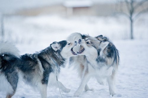 Алёна Видющенко | 