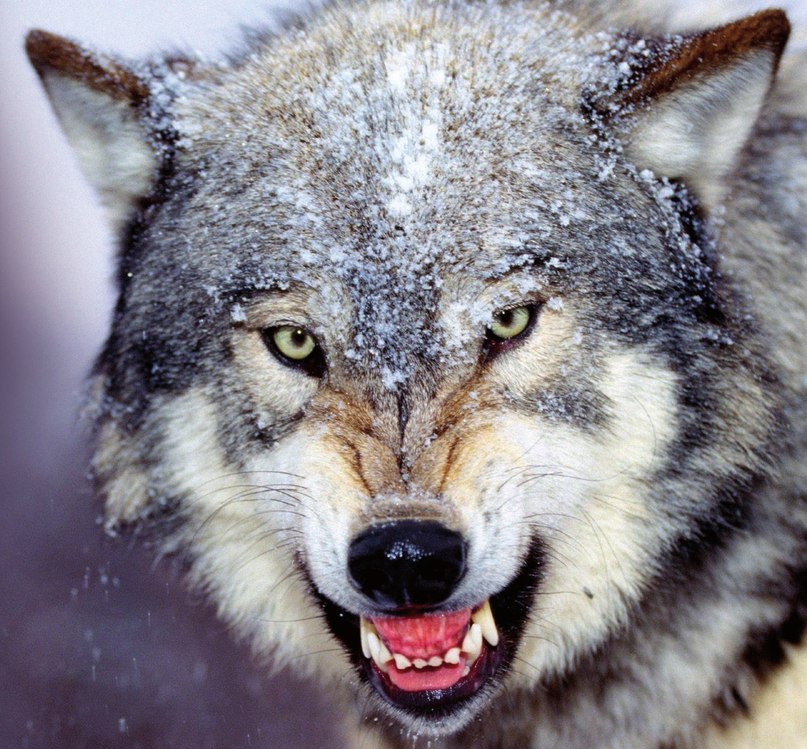 Владлен Гришаев | Краснодар