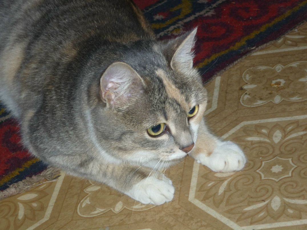 Виктория Сайфулина | Томск