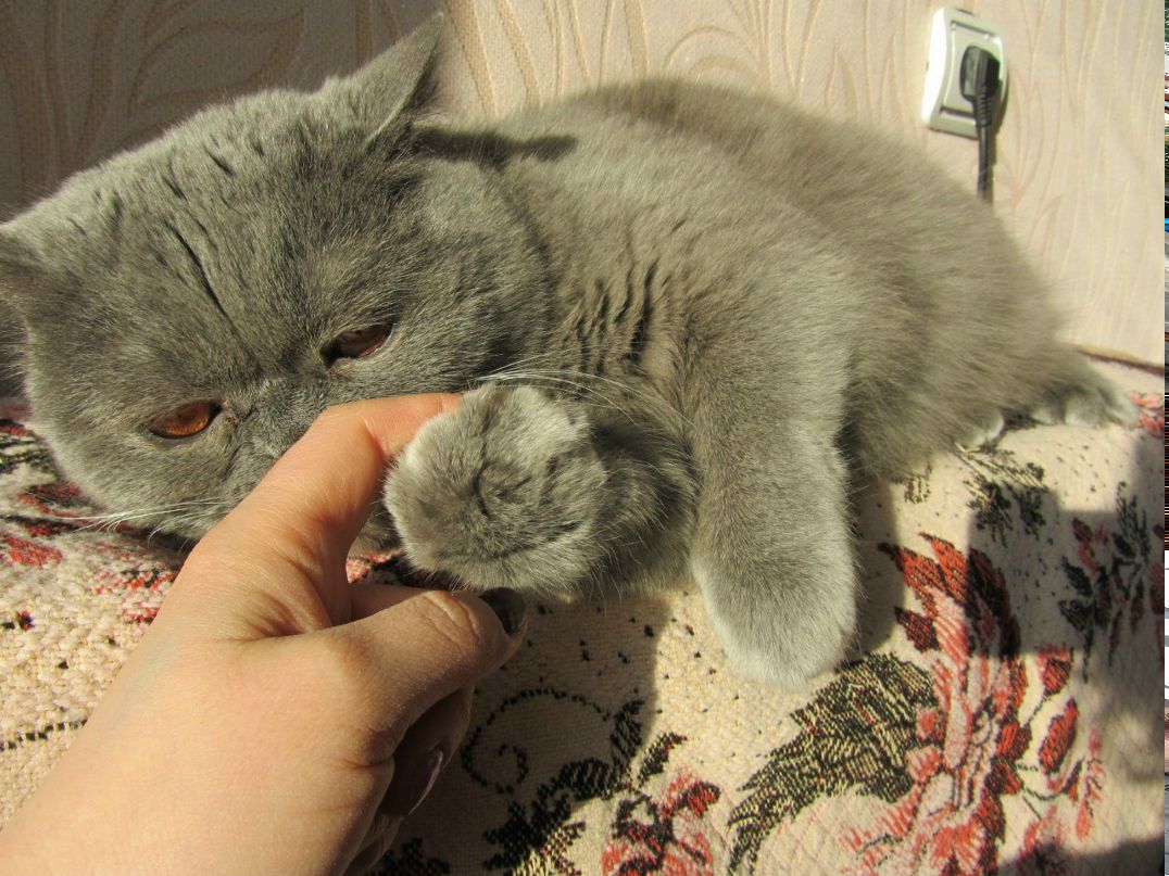 Надежда Соколова | Санкт-Петербург