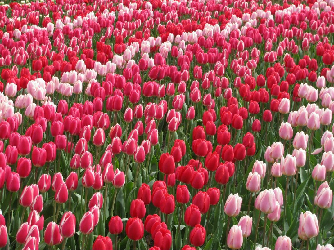 Светлана Антоновская | Санкт-Петербург