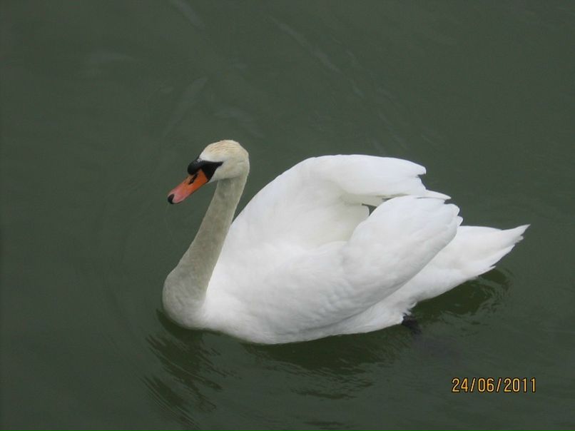 №17, Ольга Ральникова-Балина №17, Ольга Ральникова-Балина