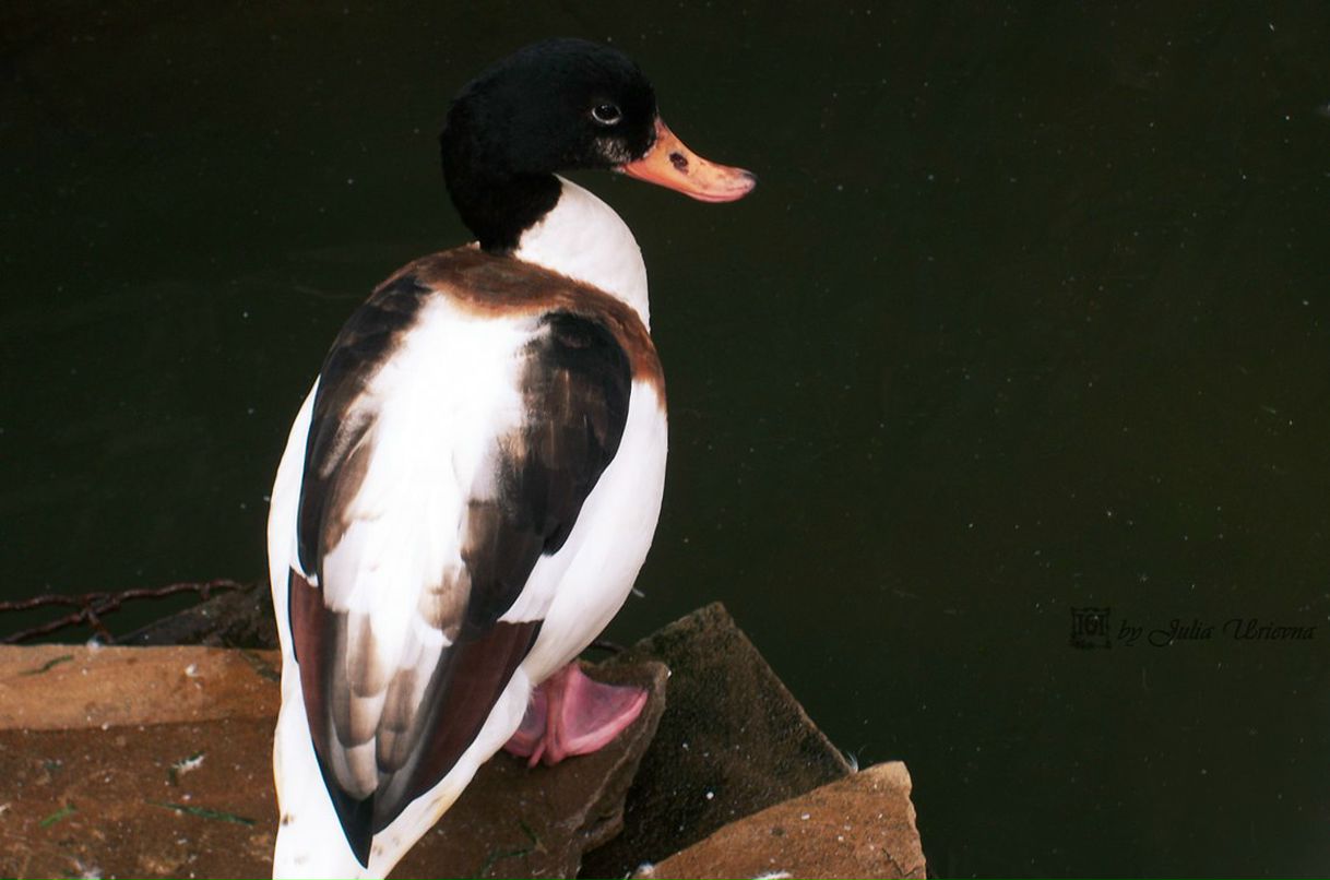 Юлия Юрьевна ˜”*°•ВрЕдИнА•°*”˜ | Carrick-on-Shannon