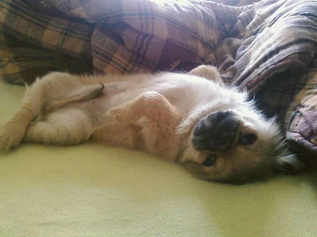 Лилия Шевченко | Кривой Рог