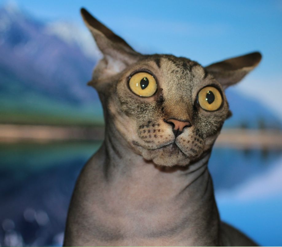 Виктор Напалков | 