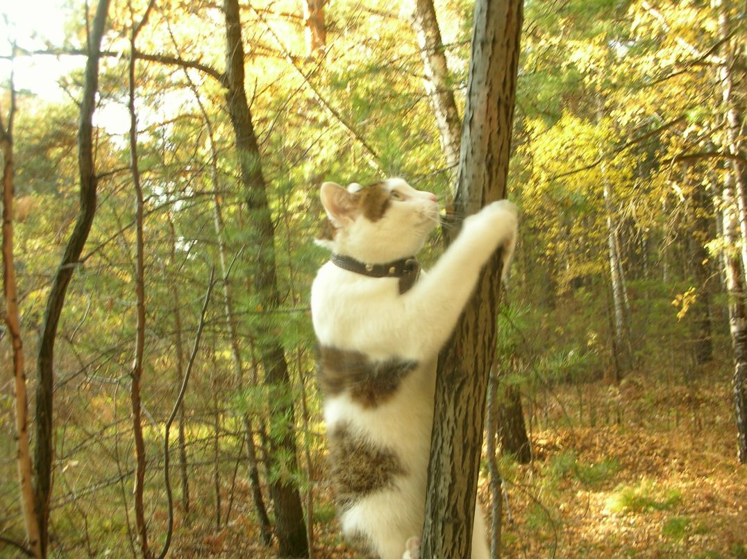 Владимир Черников | Новосибирск