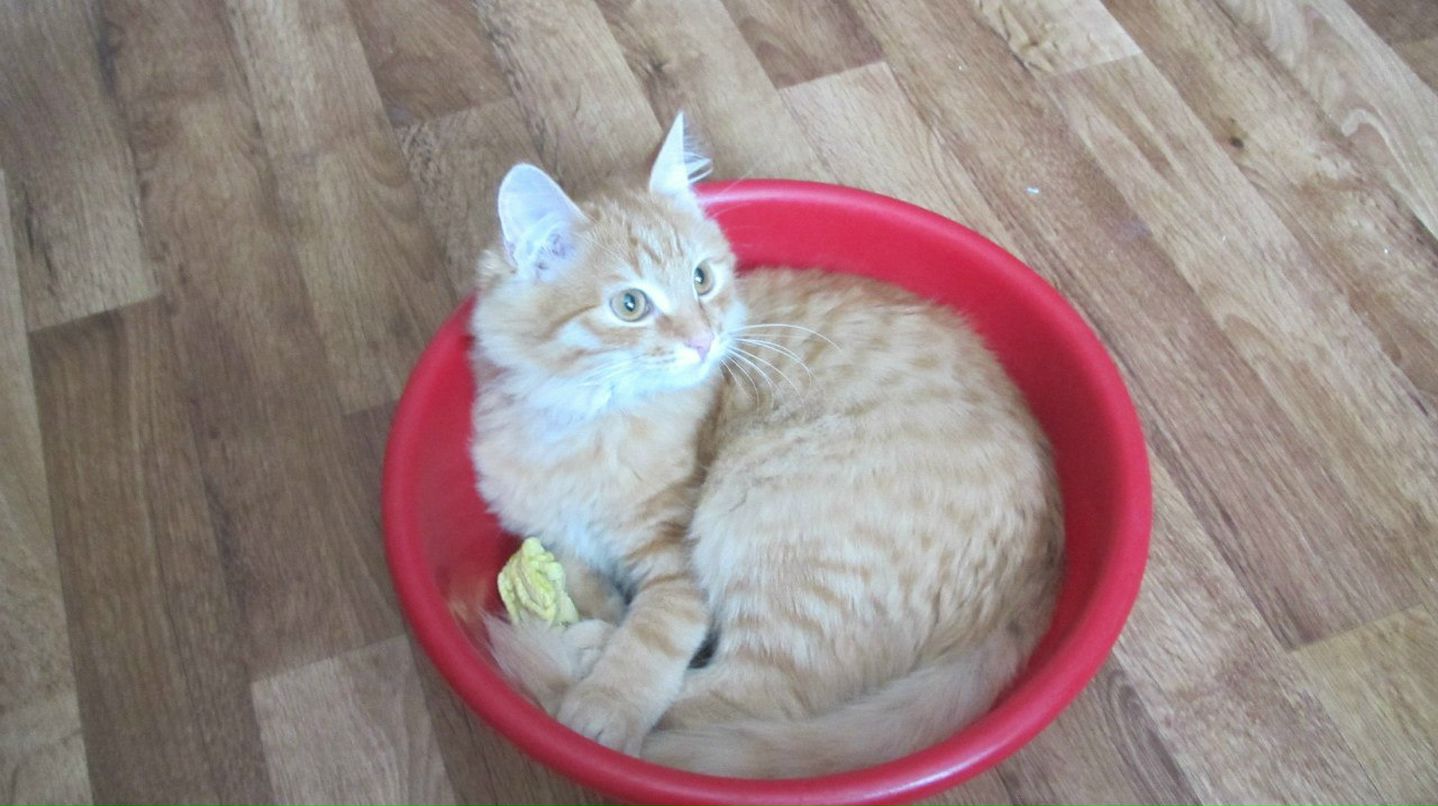 Саша Ким | Новосибирск