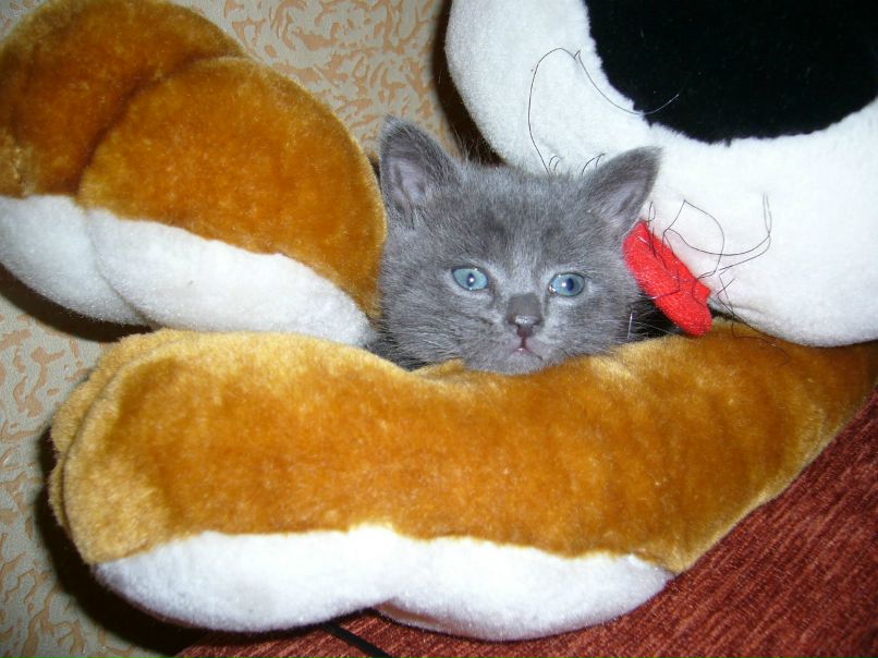 Мария Агеева (Апполонова) | Петрозаводск