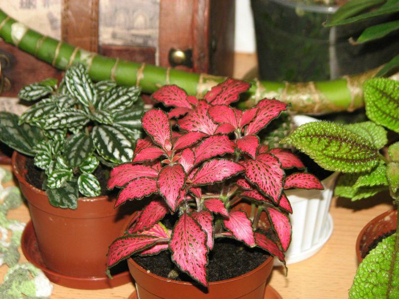 Татьяна Корнивская | Киев