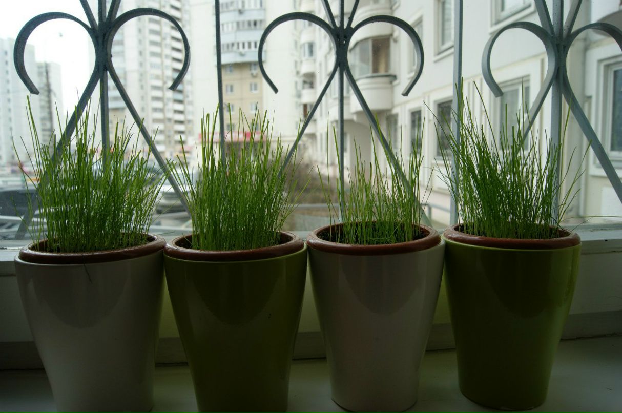 Максим Leshiy | Москва