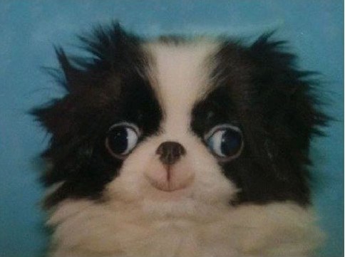 Rasa Ro Шиншилкина | Москва