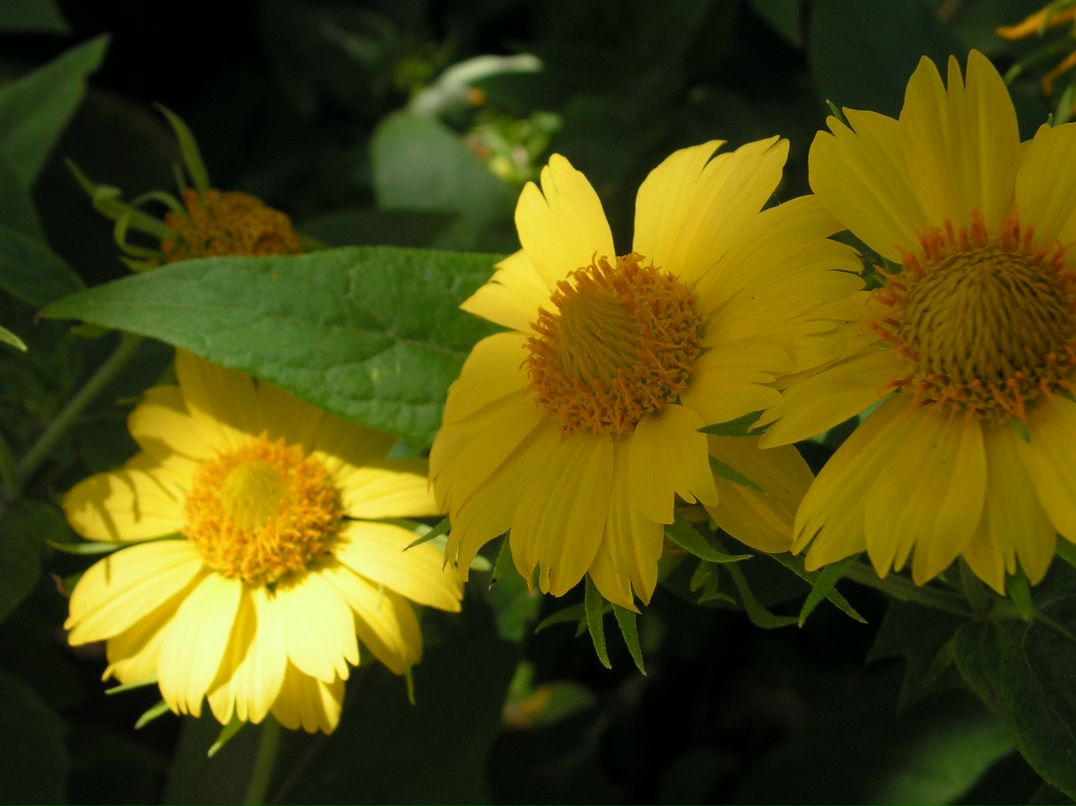 Камилла Жерняк | 