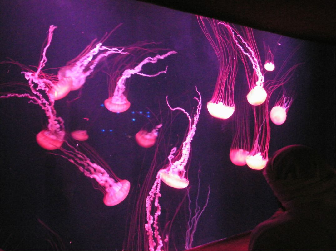 Анна Михайловская | Кривой Рог