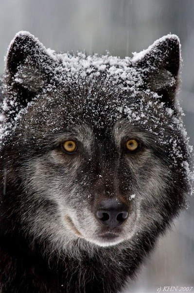 Анна Петифорова | Мурманск