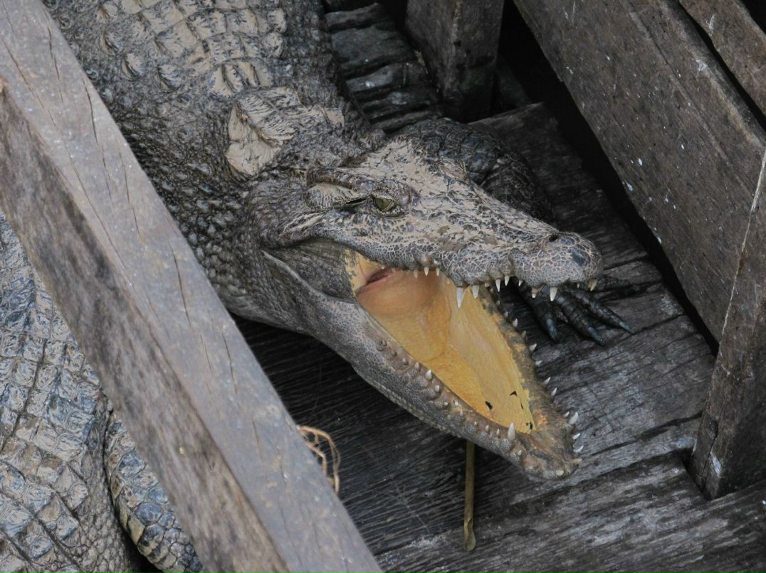 Денис Игнатьев | Санкт-Петербург