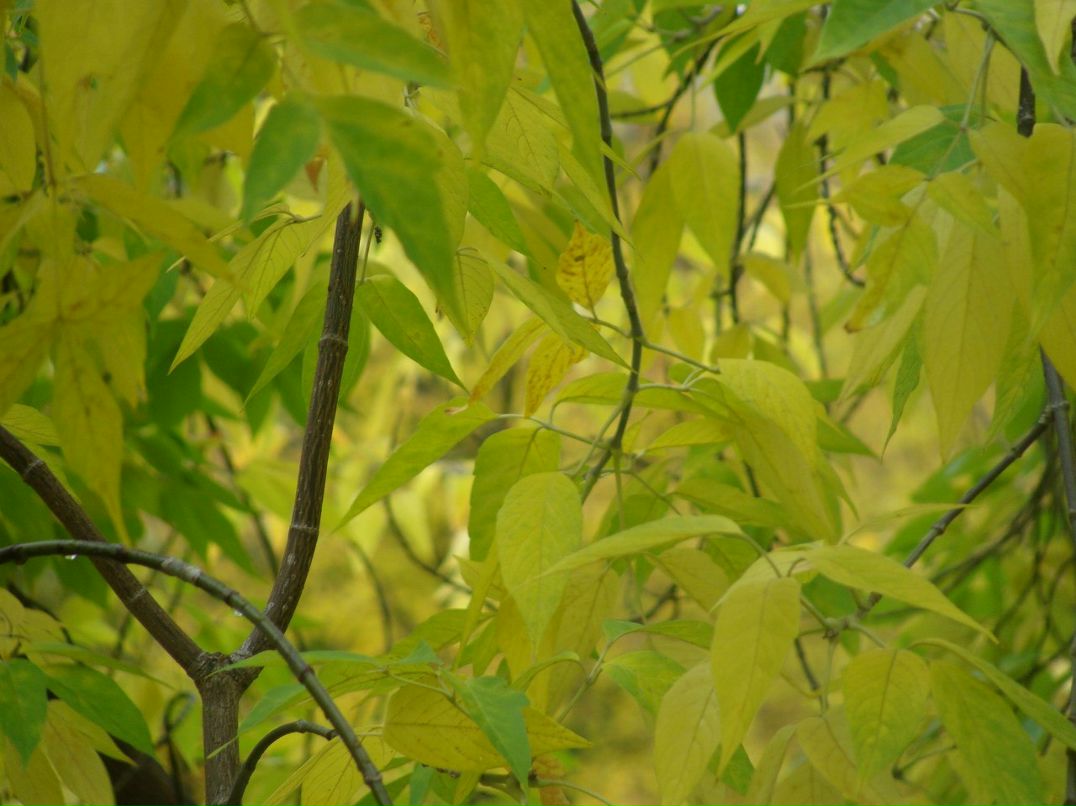 Альфия Билалова Фагильевна | Набережные Челны