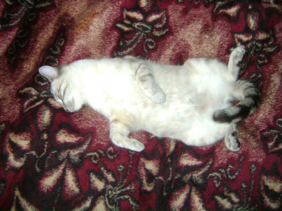 Светлана Григорьева | Санкт-Петербург