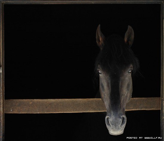 Галина Сидорова | Минск