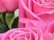 Татьяна Фещенко | Краснодар