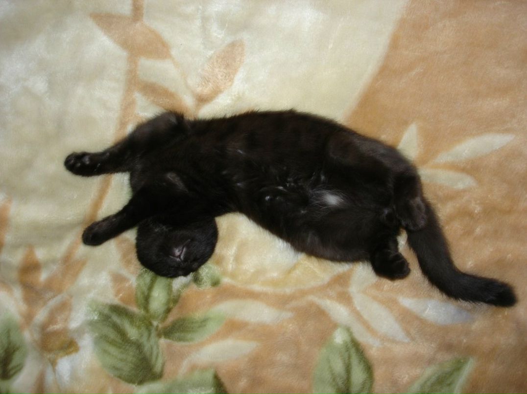 Василий Гаврилов Александрович | Пермь