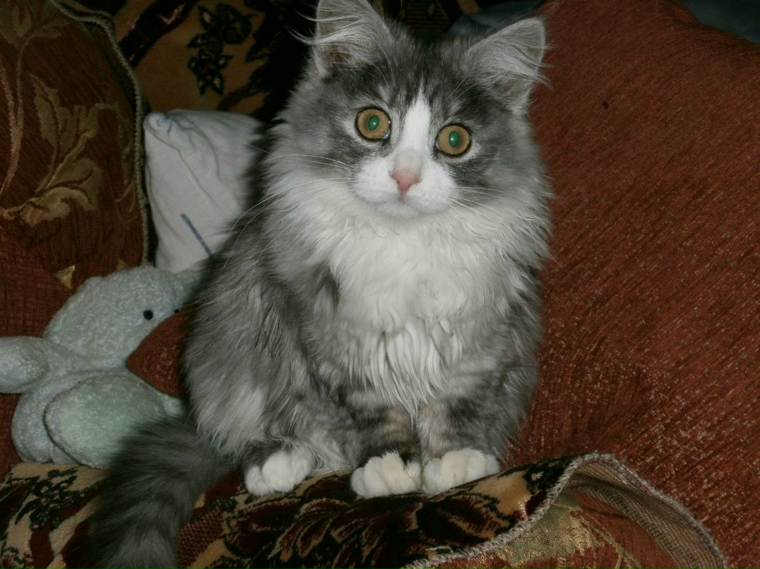 Роман Волгин | Кострома