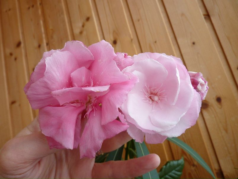 №20, Алина Шитова, Санкт-Петербург №20, Алина Шитова, Санкт-Петербург