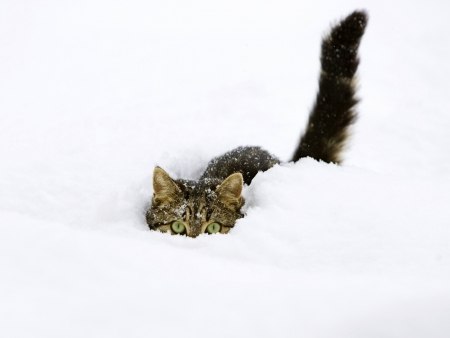 Юлия Сурженко | Киев