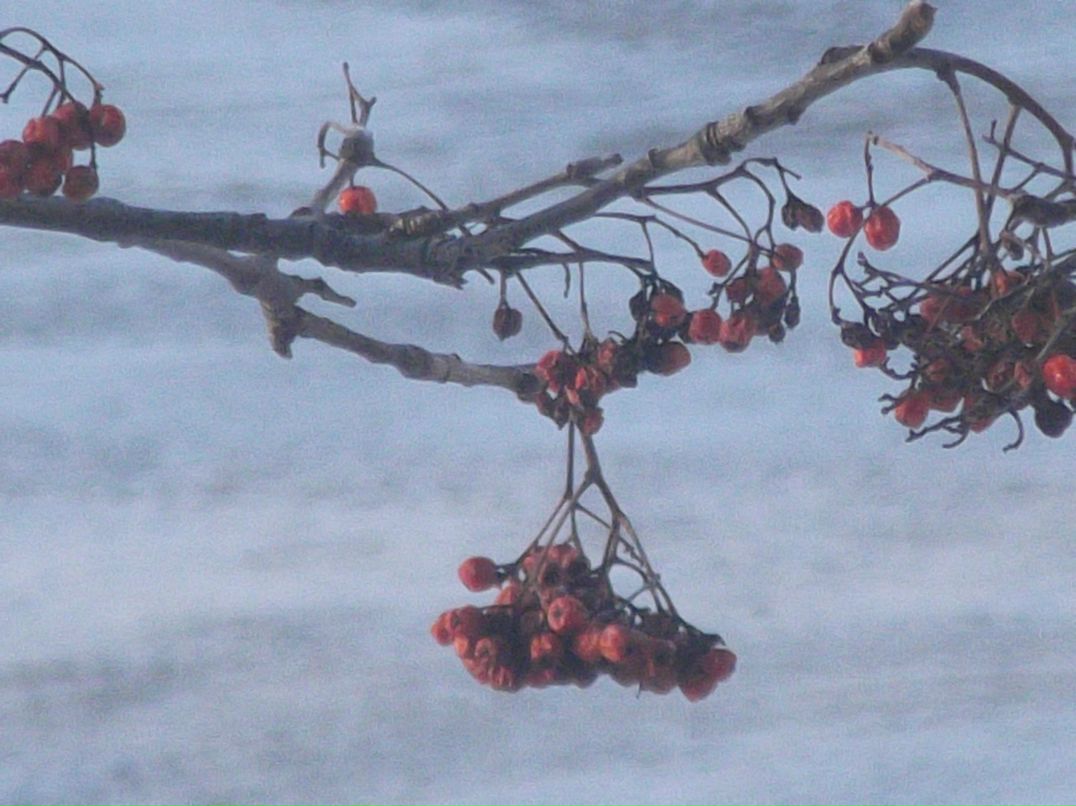 Ольга Недвиженко | Липецк