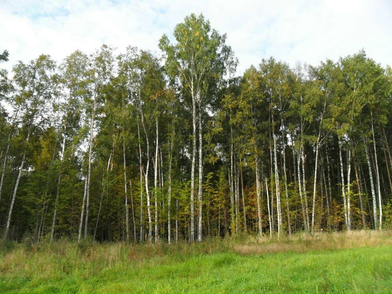 Джексон Иванов | Санкт-Петербург
