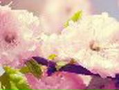 Светлана Купченко | Киев