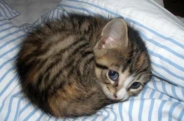 №85, Ольга Муравьева №85, Ольга Муравьева