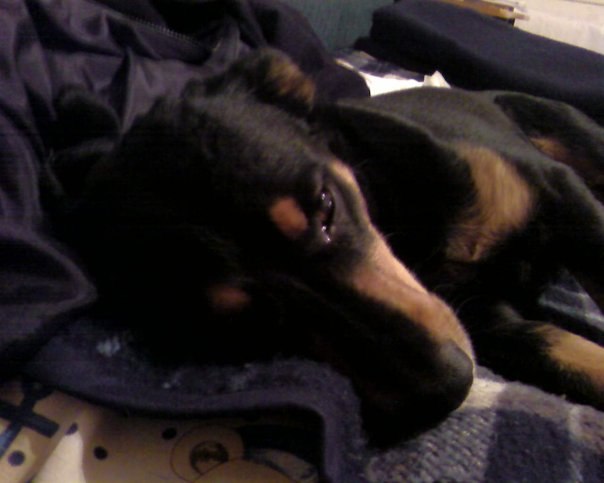 Властимир Исаковић | Beograd