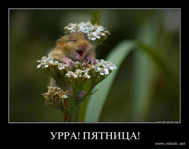 №106, Наталья Суслова, Санкт-Петербург №106, Наталья Суслова, Санкт-Петербург