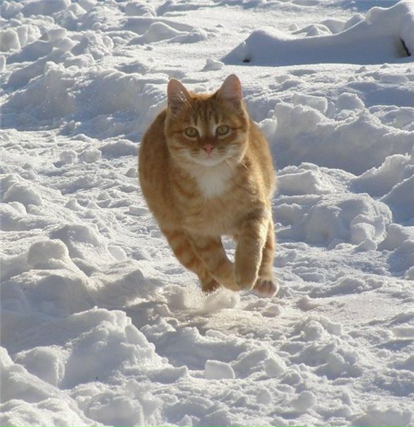 №12, Ваня Козяр, Магнитогорск №12, Ваня Козяр, Магнитогорск