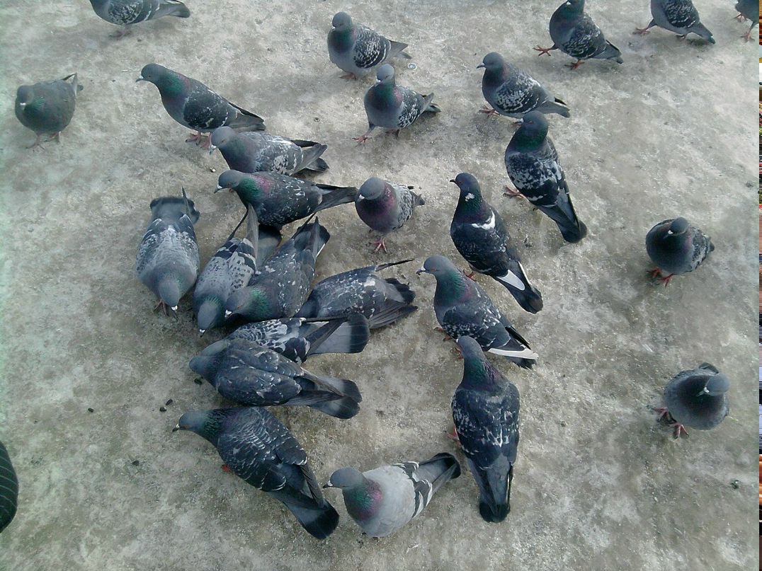 Роман Королев | Соликамск