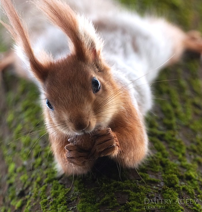 Anatol Esenin | Москва