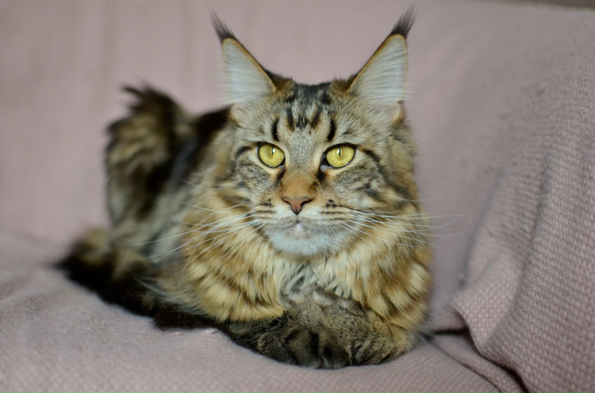 Irene Chernykh | Нижний Новгород