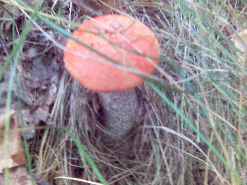 Василий Акимов | Ульяновск