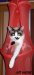 Cat Masya фотография #19
