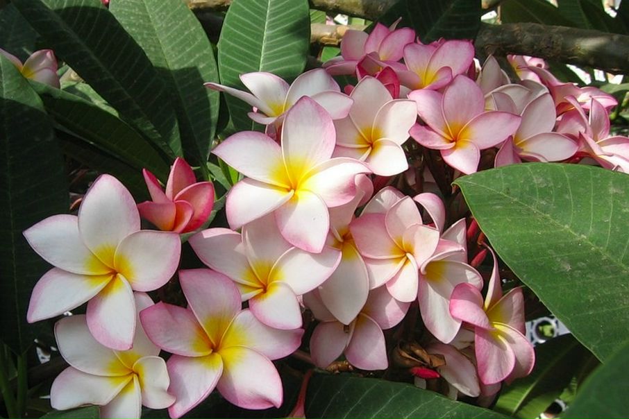 №51, Елена Павловская, Санкт-Петербург №51, Елена Павловская, Санкт-Петербург