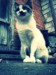 Cat Masya фотография #4