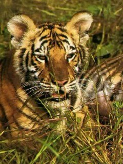 Ульяна Тулуш | Кемерово