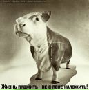 Фотография Николай Каратель