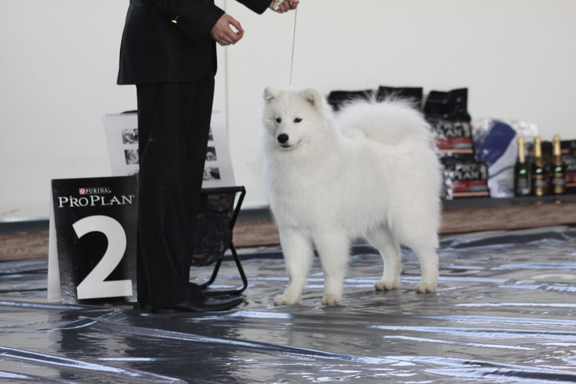 Егор Смолдырев | Иннополис