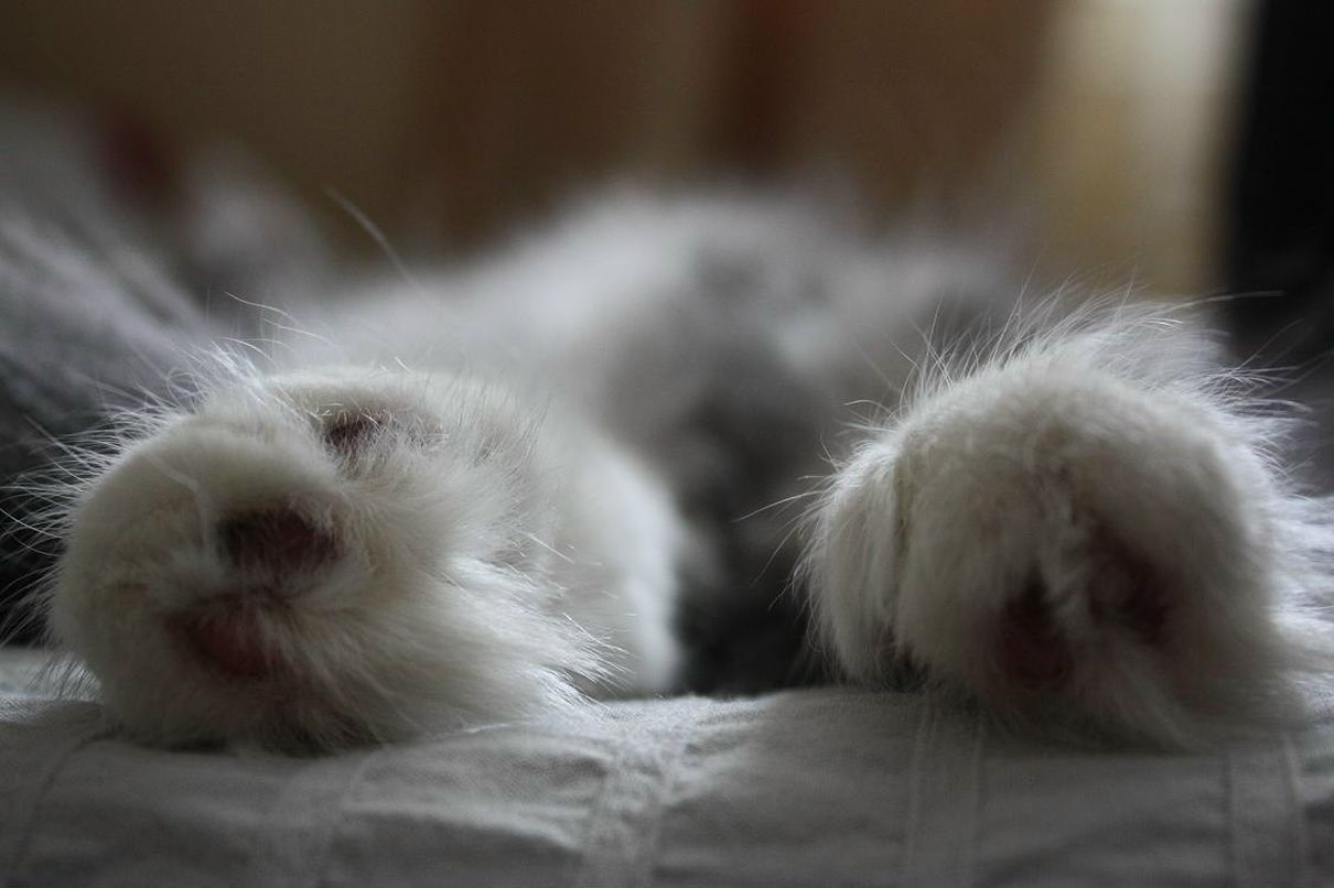 Olga Stepanova | Санкт-Петербург