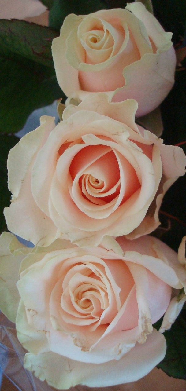 Людмила Рошко | 