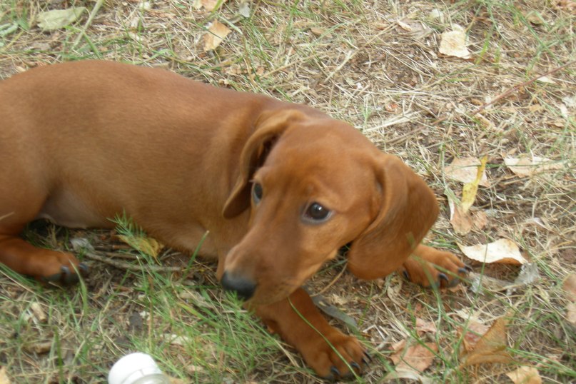 Олег Батенский $herLock Holm$ | Tokyo