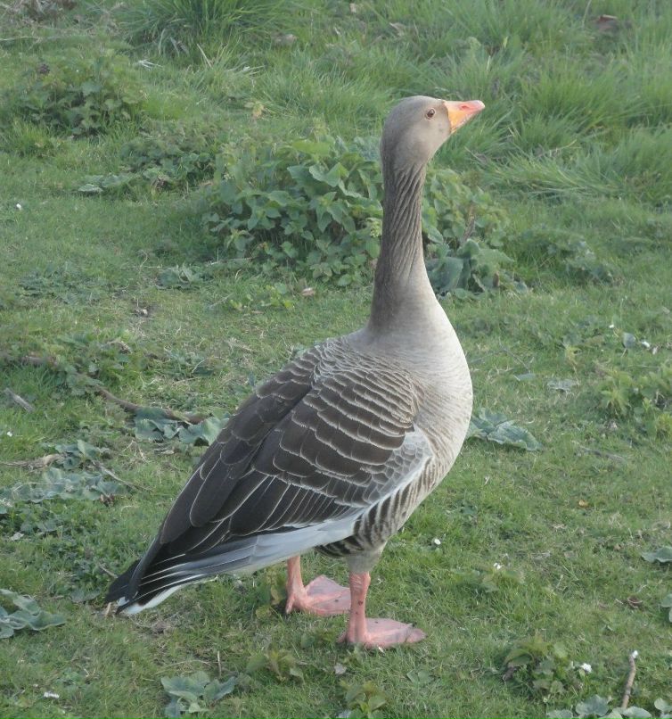 Анна Сватовская | Санкт-Петербург