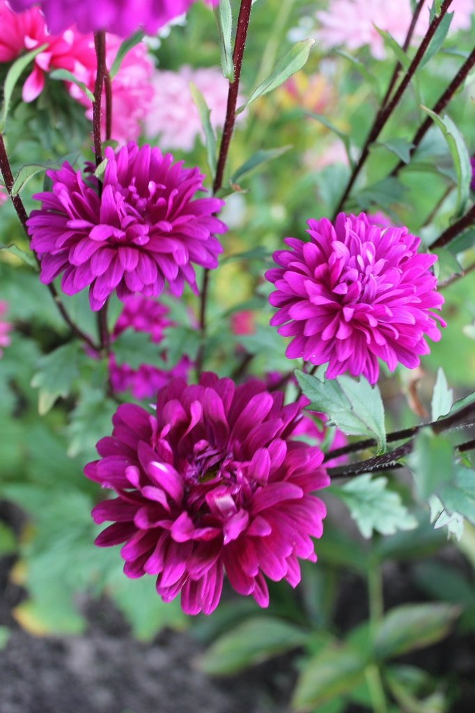 Elena Kantemirova | Ростов-на-Дону